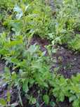 Plantas de Goji