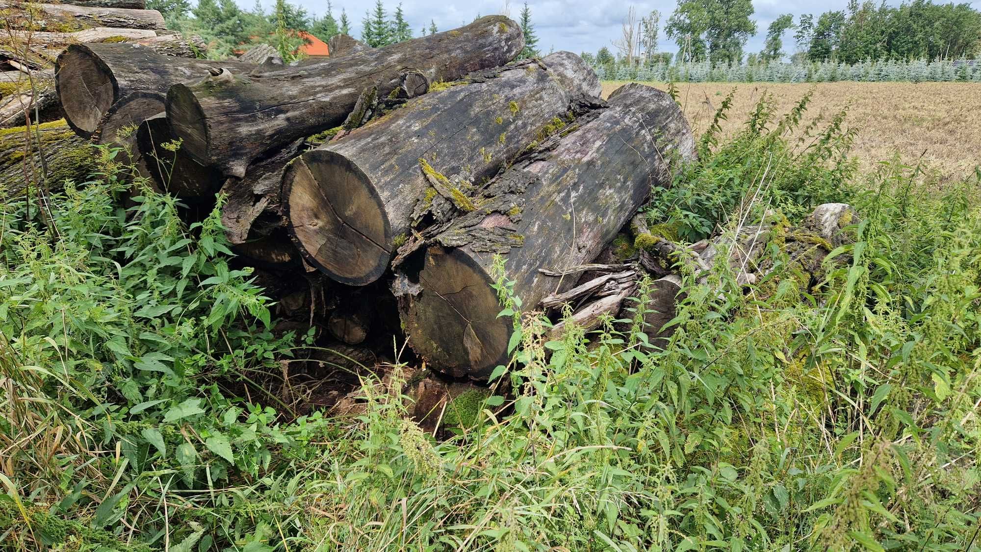 kłoda dębowa 2 kubiki