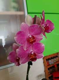 Phalenopsis Pirate Picotee розовый, взрослое растение, 500 грн.