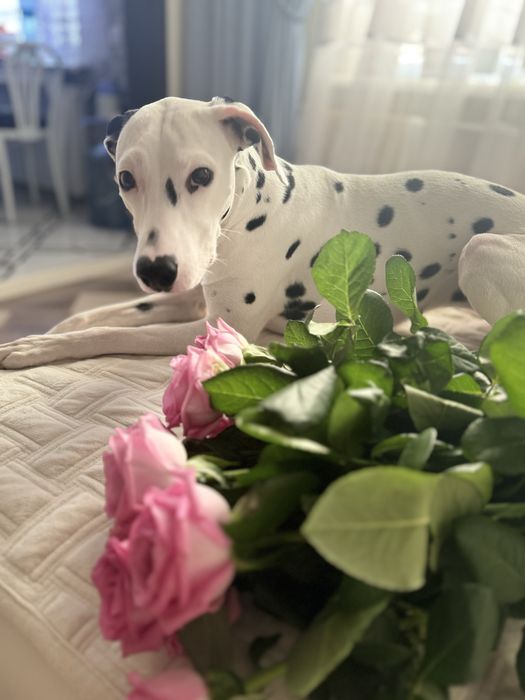 Фотосессия с Далматинцем