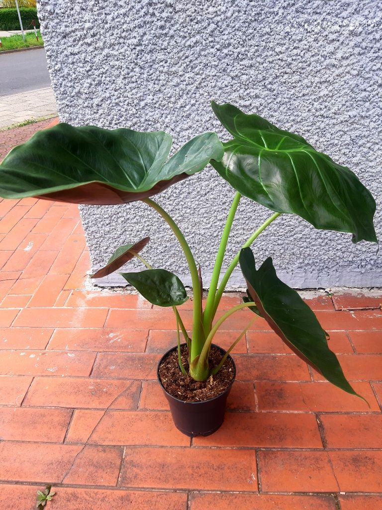 Alocasia Ventii 65cm