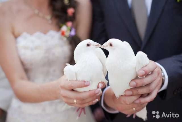 Голуби на весілля