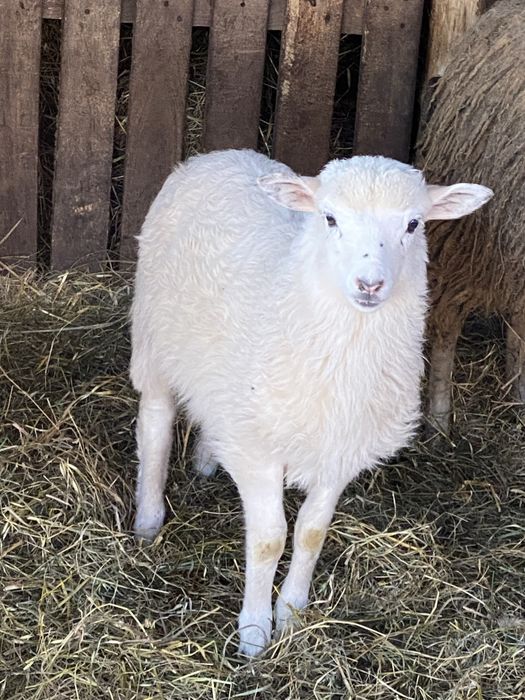 Продаж вівців живою вагою