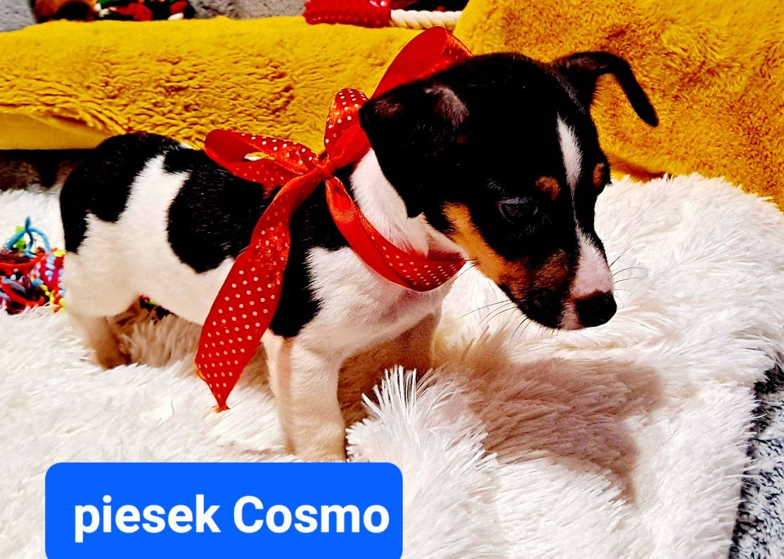 Słodziak Cosmo  !!! Jack RussellGŁADKOWŁOSY  rodzice w  hodowli