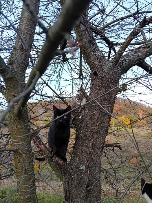 Kotki szukają kochających ludzi