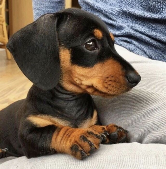 Дівчинка є в наявності