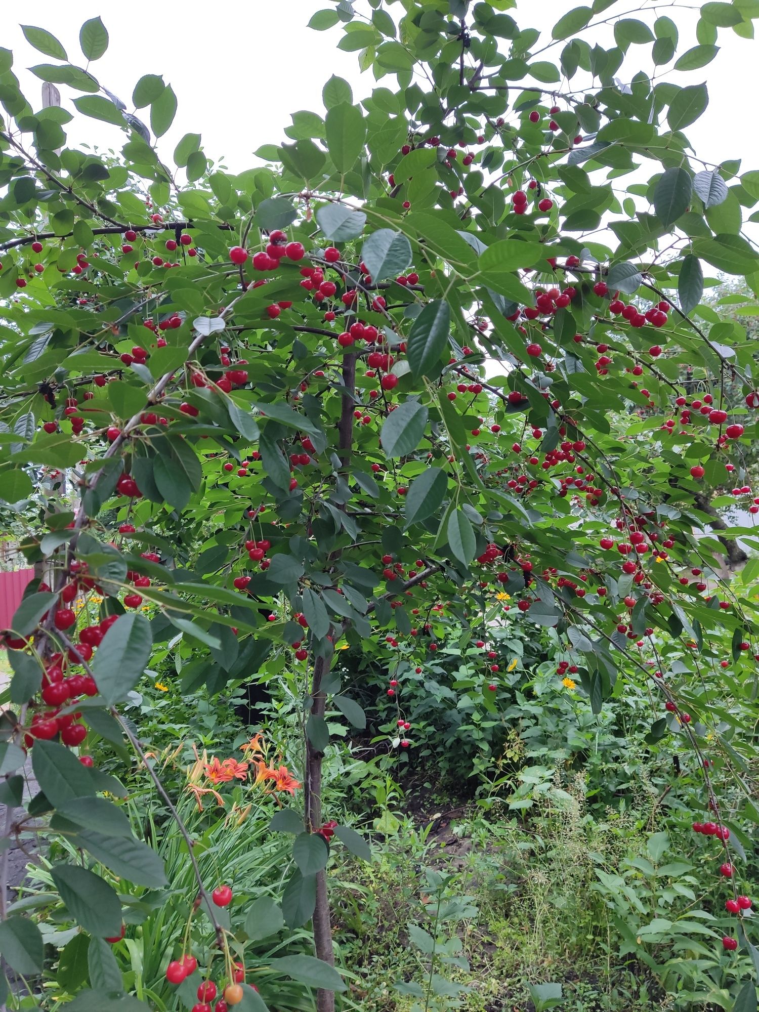 Садженці вишні крупна ягода для саду