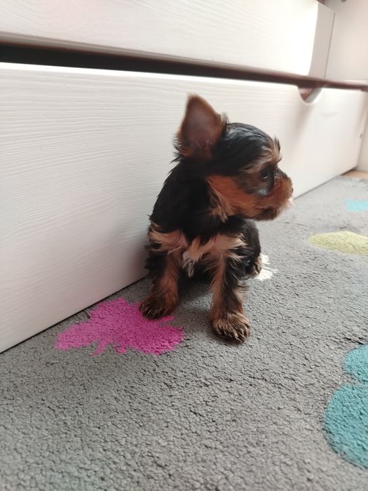 Yorkshire terrier chłopak