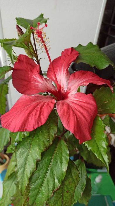 Гибискус Купера комнатный цветок (китайская роза)