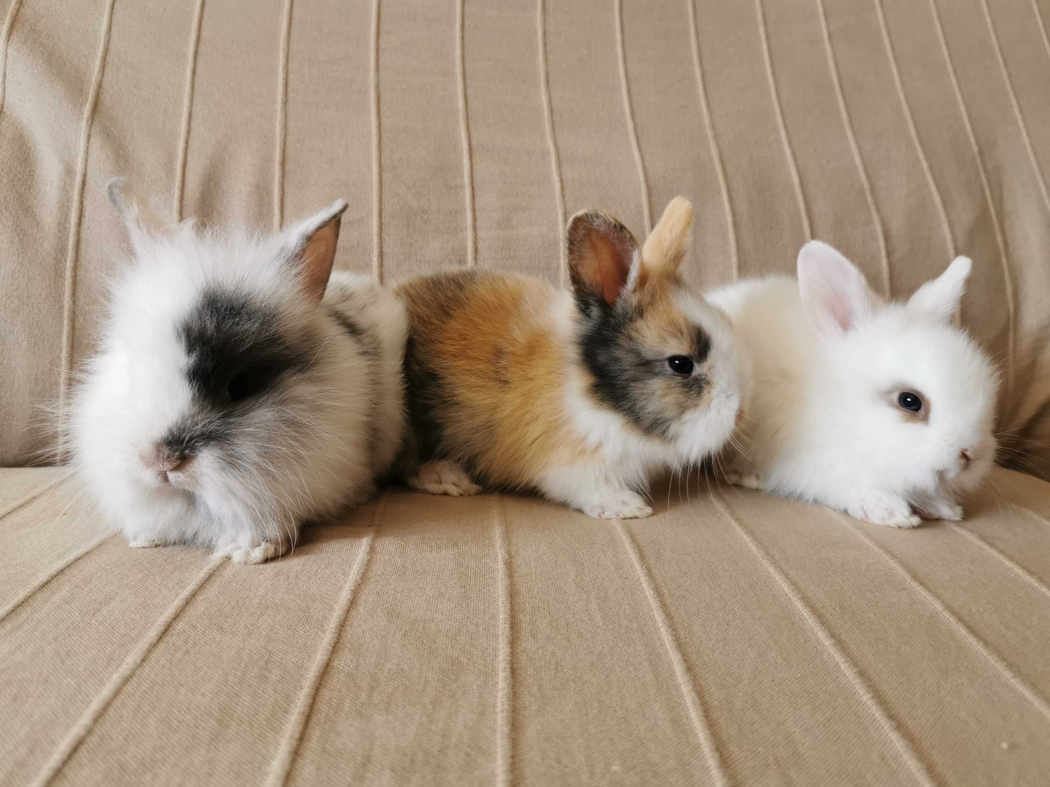 KIT Coelhos anões angorá e holandês mini muito fofos e brincalhões