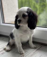 Cavalier King Charles Spaniel komplet szczepien wirusowych