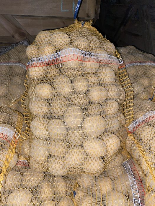 Ziemniaki jadalne   Gala  red sobia