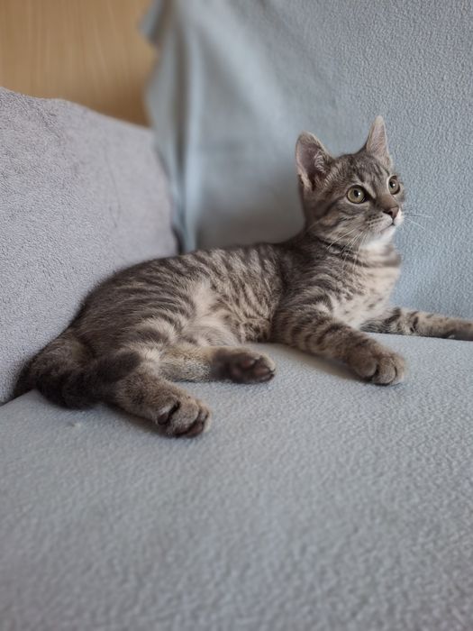Кастрированный котёнок мальчик ищет дом! Котята! Отдам в хорошие руки