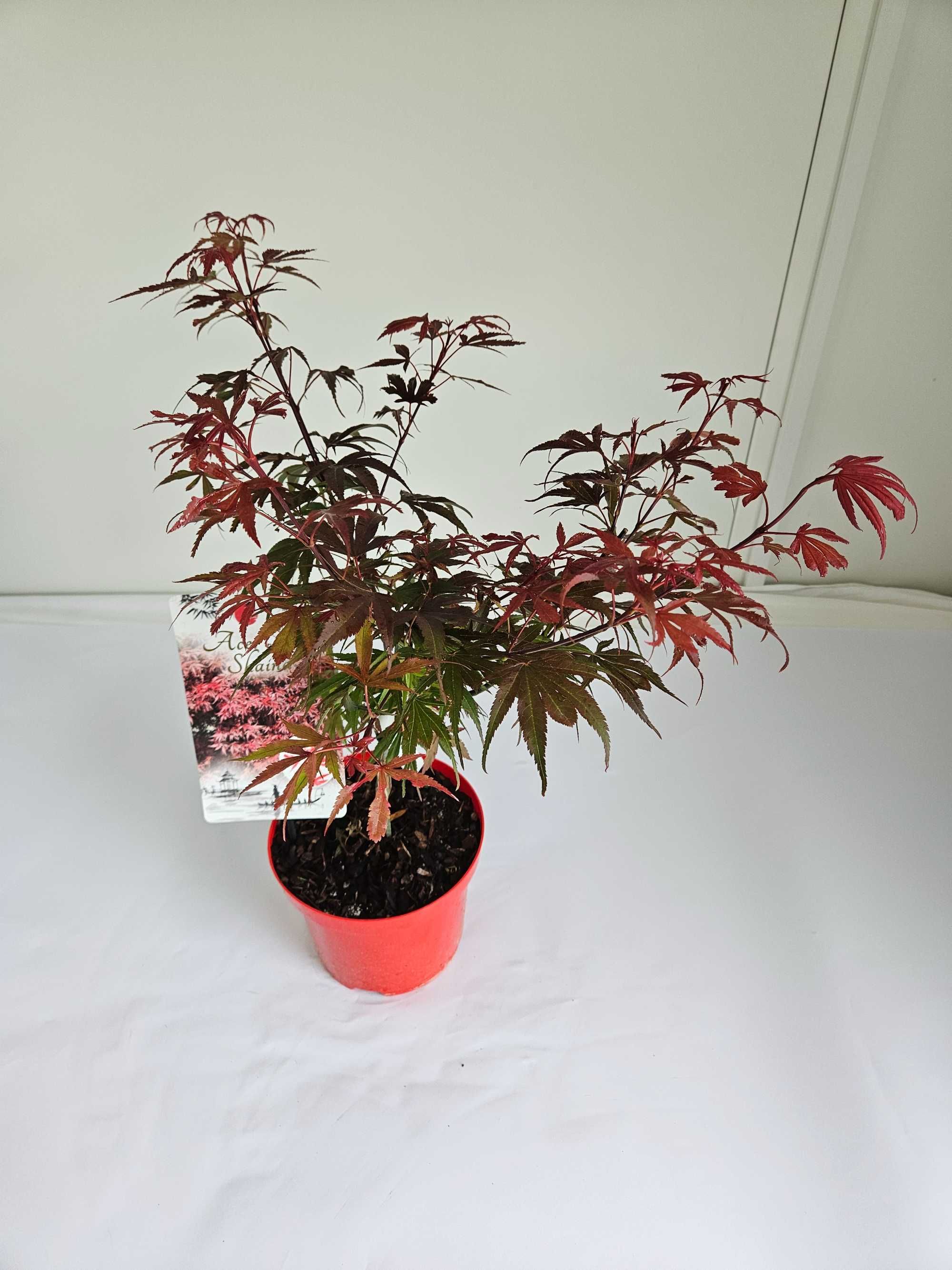Klon palmowy 'Shaina' (Acer palmatum 'Shaina')