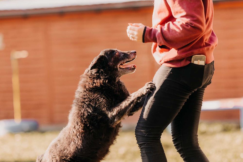 Bari - większość życia spędził w schronisku, nie traci nadziei