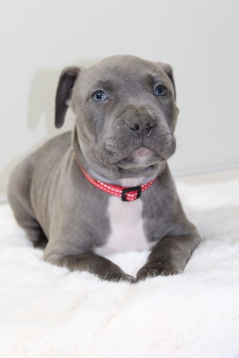 Amstaf Amstaff Amstaffy American Staffordshire Terier