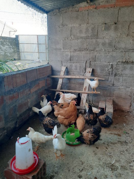 Vendo galinhas várias raças