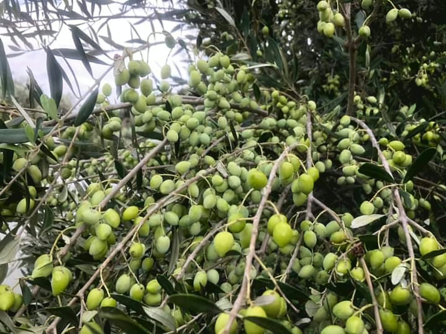 Oliwa z iliwek extra virgin Koroneika