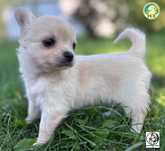 Piękna sunia mini Chihuahua długowłosa