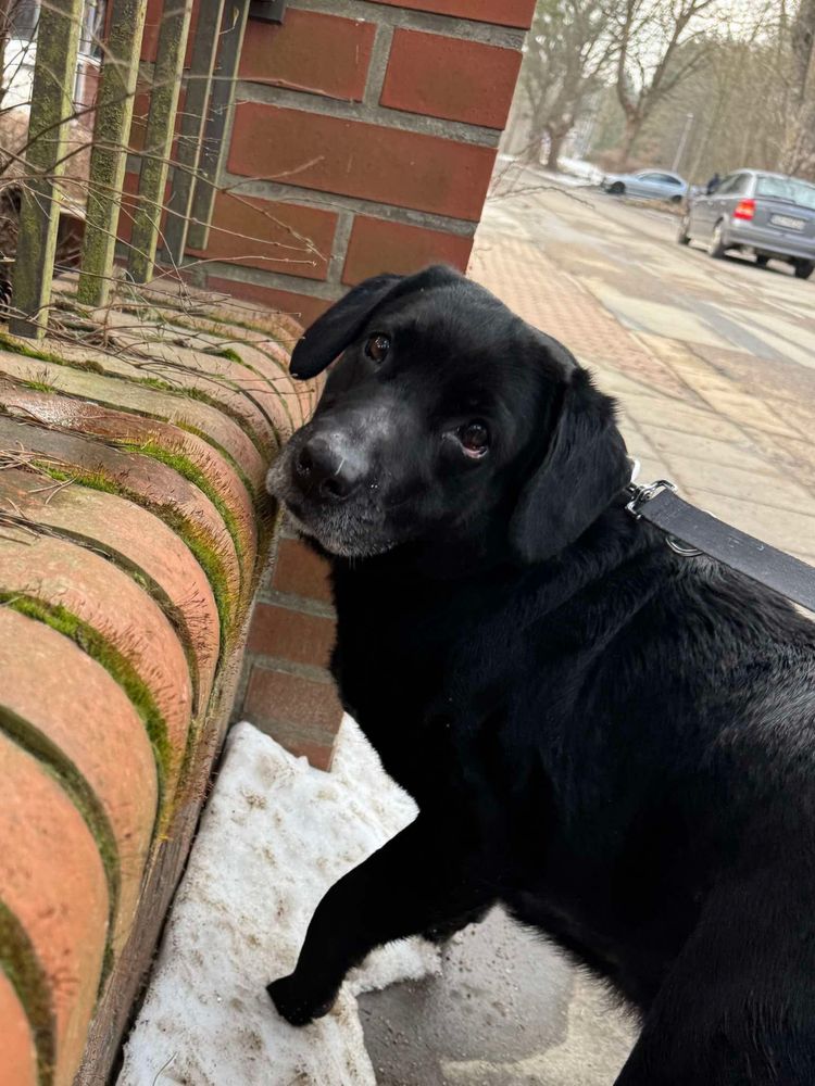 Suczka KAWKA rasy Labrador szuka domku