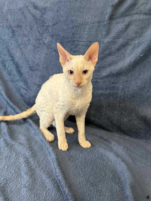 CORNISH REX Dostępny kocurek o imieniu YOSHI Hodowla: MatiMalwa*PL
