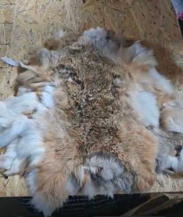 Ostatnie sztuki, Skóra z zająca, Skóry zajęcze