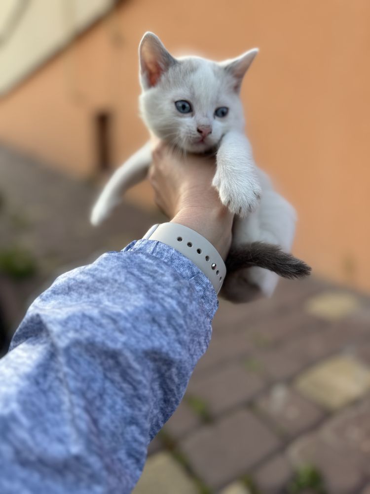 Кошенята котик, віддам безкоштовно