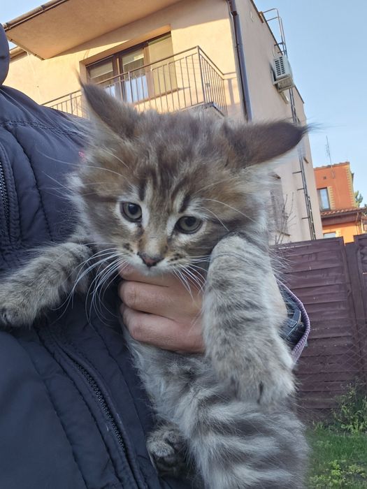 Maine Coon 2 miesięczy kocur