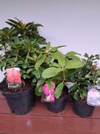 Rododendron ,azalia jap ,hibiskus ogr , kalina,jaśmin,żylistek