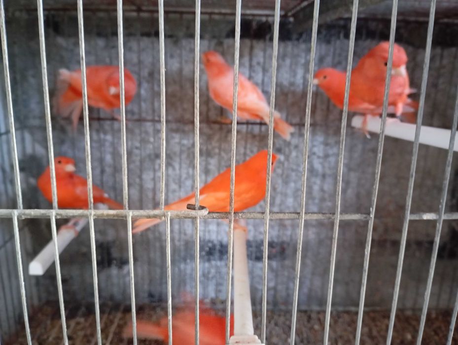 Canários vermelhos intenso e nevados