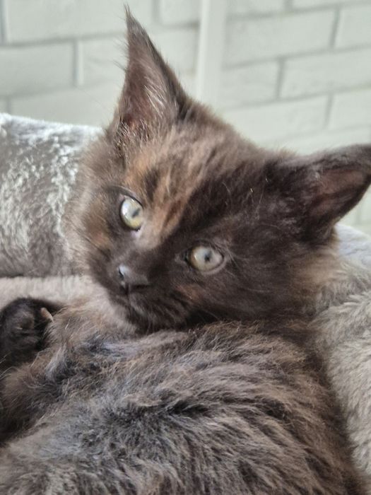 Kocurek czarny Maine coon