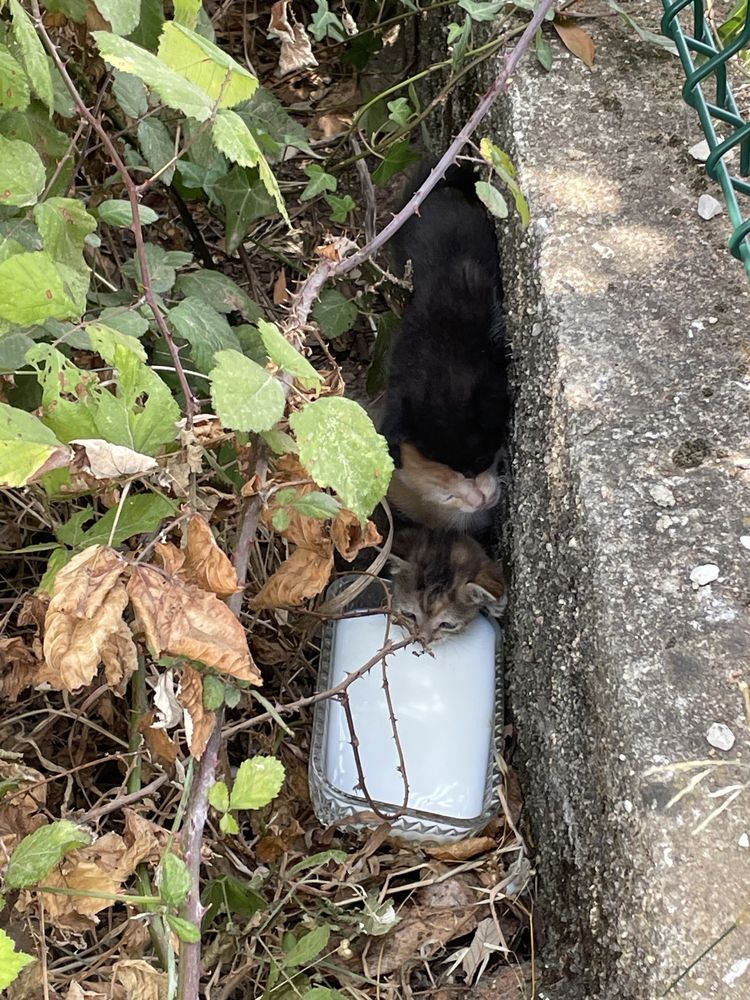 Adopção responsável - Gatos com 2 semanas