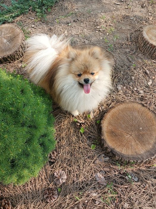 Померанський шпіц