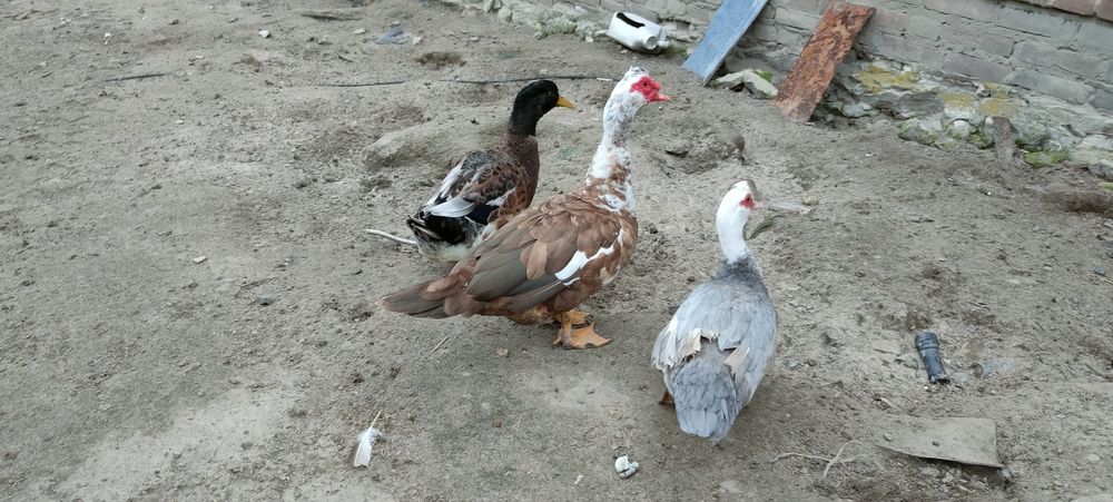 Sprzedam perliczki
