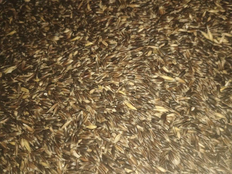 sprzedam owies czarny