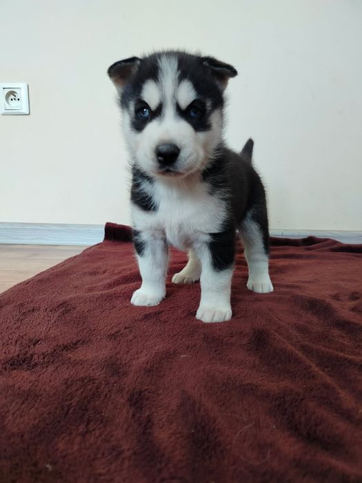 Sunia Syberian Husky
