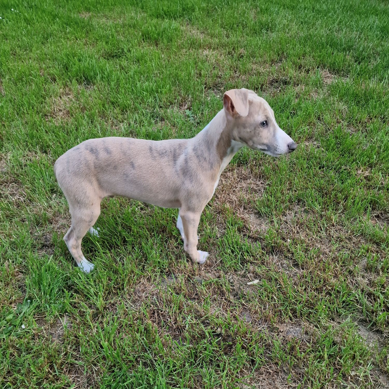 Whippet - błękitno pręgowany chłopiec