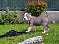 American Staffordshire Terrier Amstaff Blue ZKwP FCI