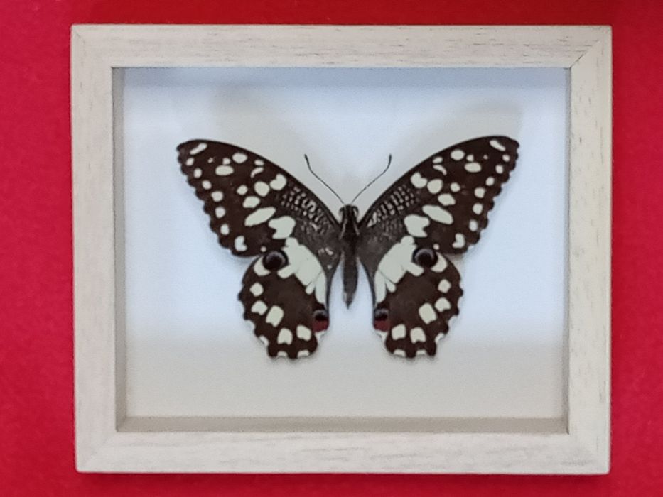 Motyl w ramce 12x10 cm . Papilio demoleus .