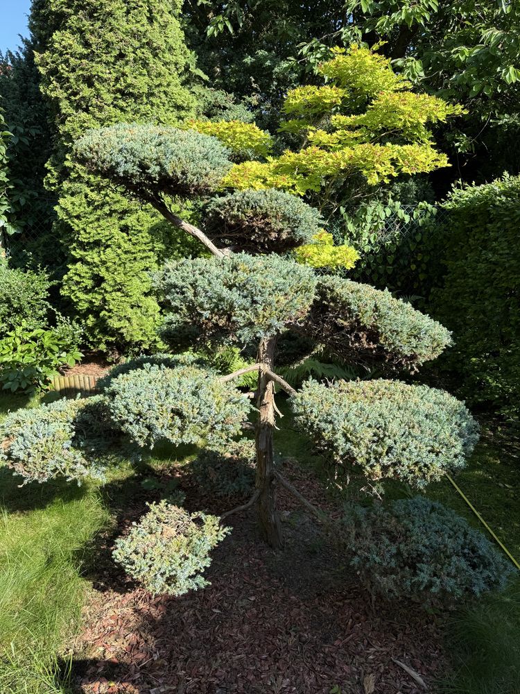 Drzewko formowane Bonsai