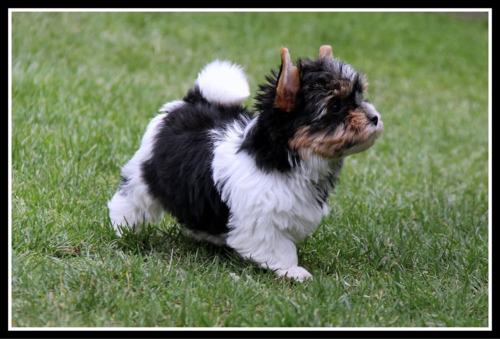- Yorkshire  Terrier - biewer