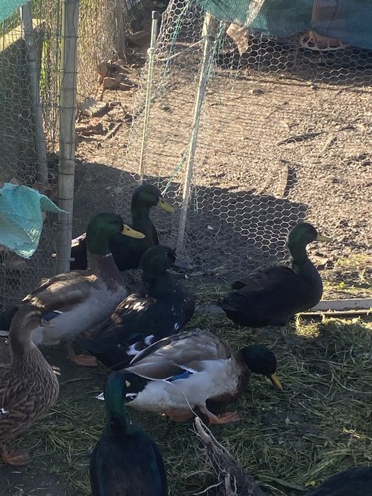 Troco patos por casal de gansos