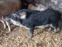 Świnia knurek Mangalia świnka