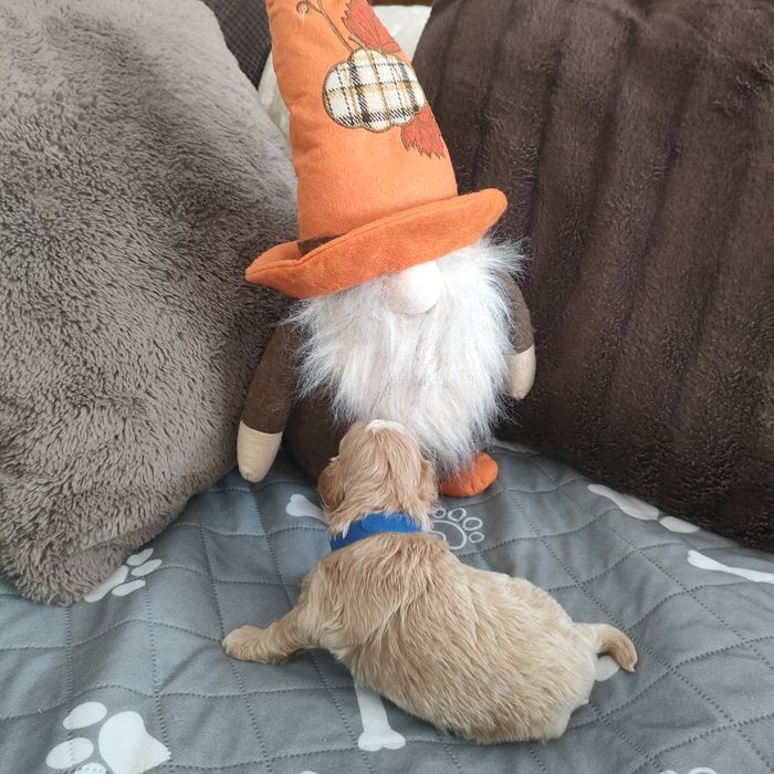 Prześliczny piesek Maltipoo f1