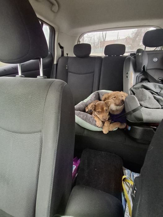 Цуценя щеня риженьке, пухнасте 3 міс