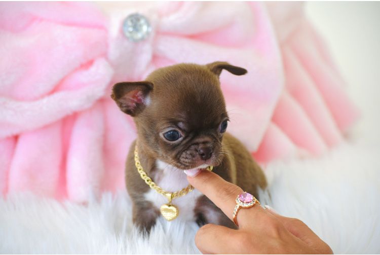 Cudna Mini XXXS Czekoladowa Suczka Chihuahua