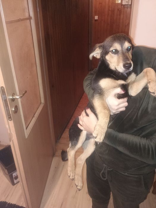 Piesek , szczeniak za darmo