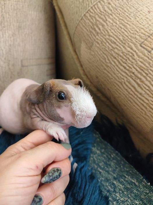 Чарівний хлопчик скінні мурчак