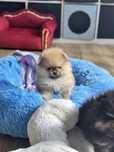 Szpic miniaturowy pomeranian FCI