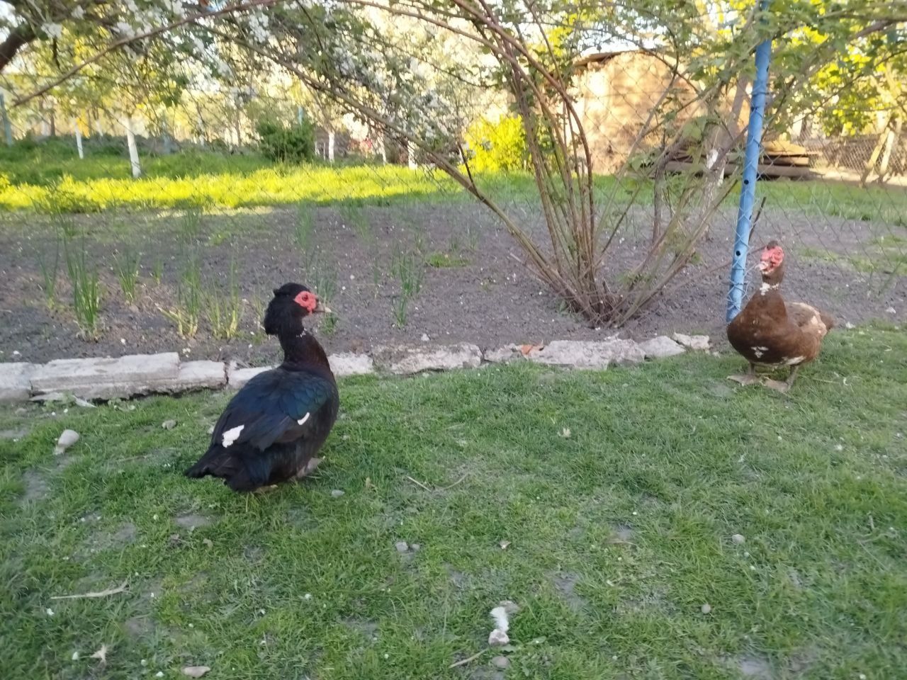Качур, індокачур, індокачки